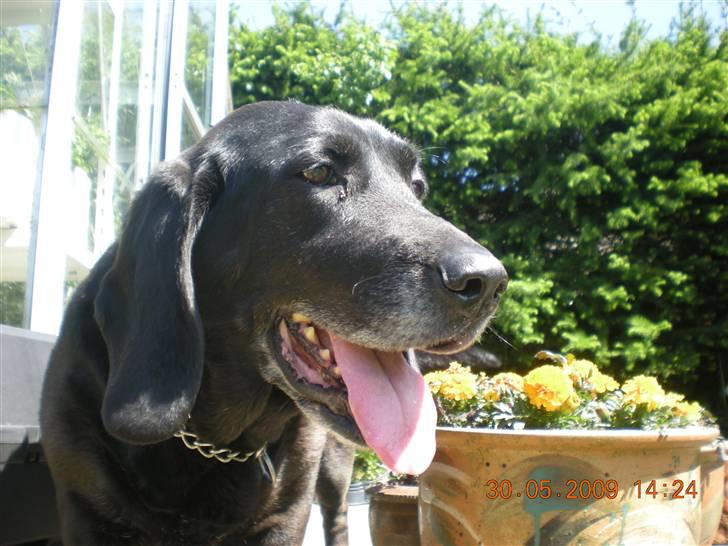 Blanding af racer Mille - mille sidder og kikker  billede 6