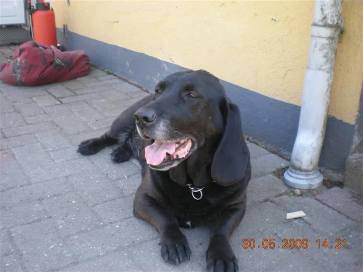 Blanding af racer Mille - mille lægger og kikker  billede 7