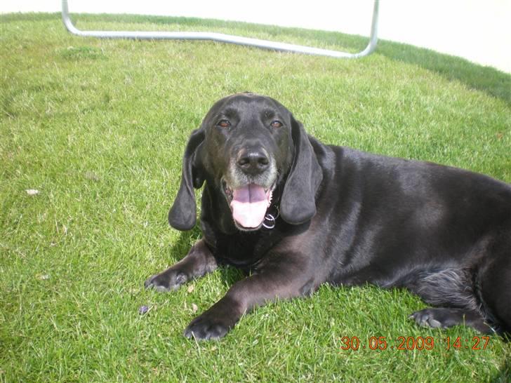 Blanding af racer Mille - miller er glad  billede 8