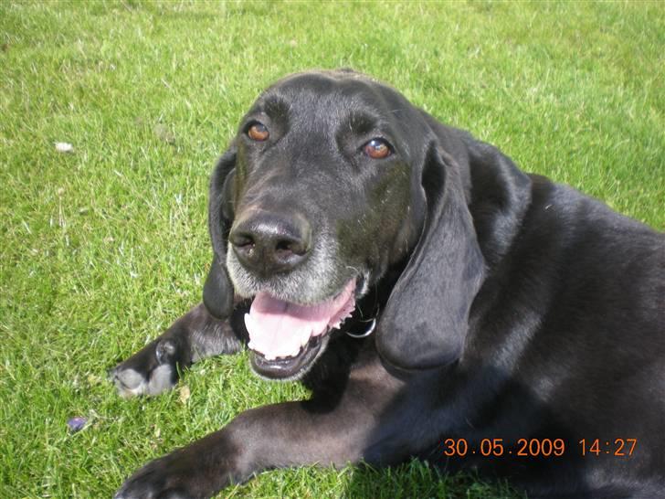 Blanding af racer Mille billede 9