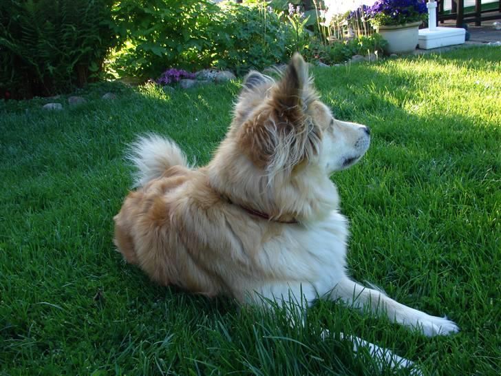 Islandsk fårehund Kilya billede 4