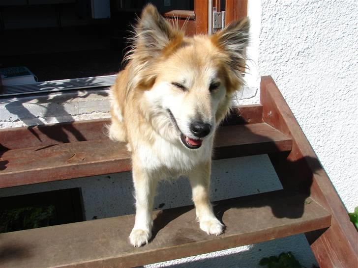 Islandsk fårehund Kilya billede 5