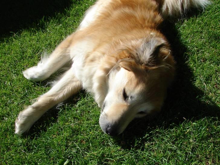 Islandsk fårehund Kilya billede 6
