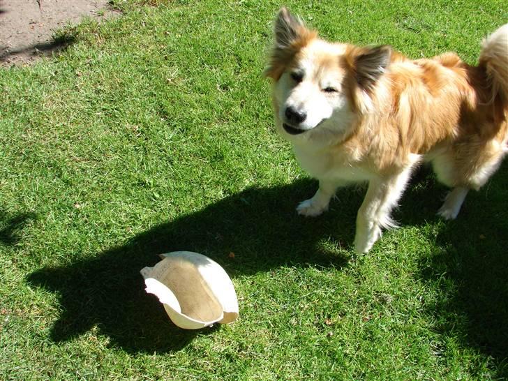Islandsk fårehund Kilya billede 7