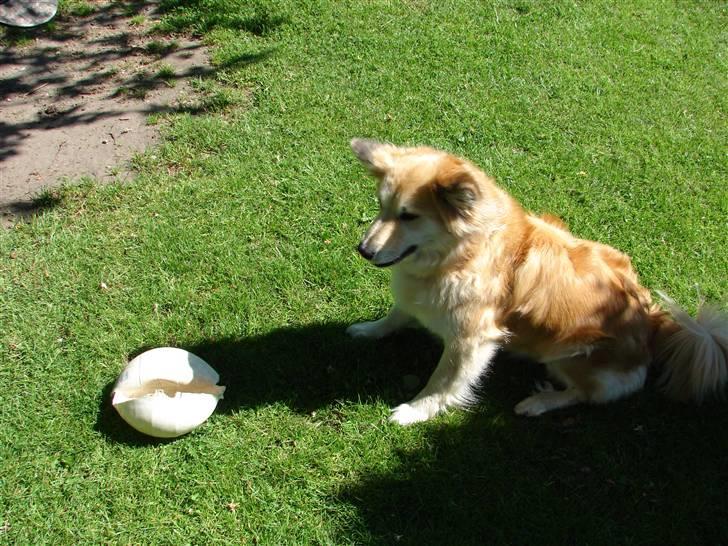 Islandsk fårehund Kilya billede 8