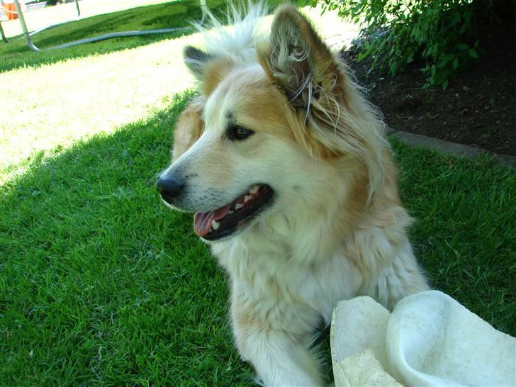 Islandsk fårehund Kilya billede 10