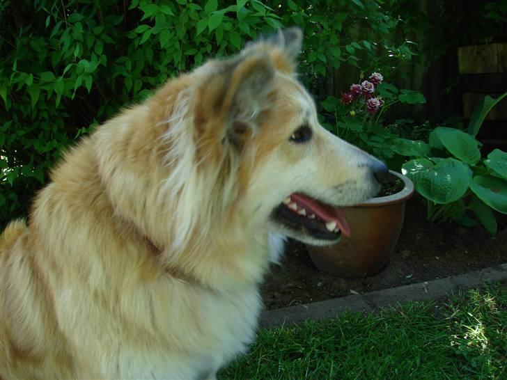 Islandsk fårehund Kilya billede 11