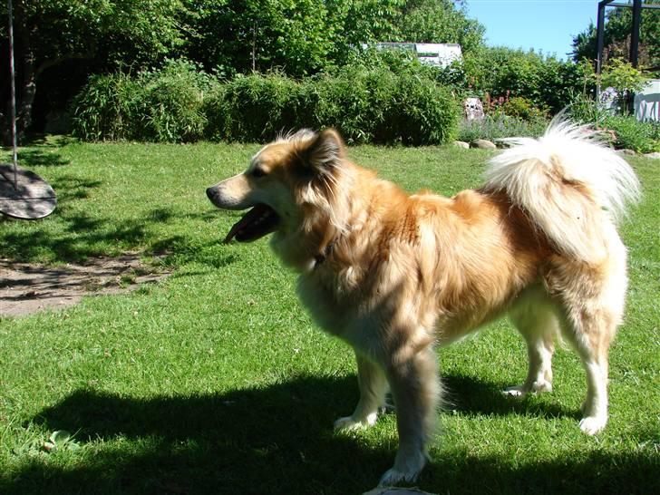 Islandsk fårehund Kilya billede 12