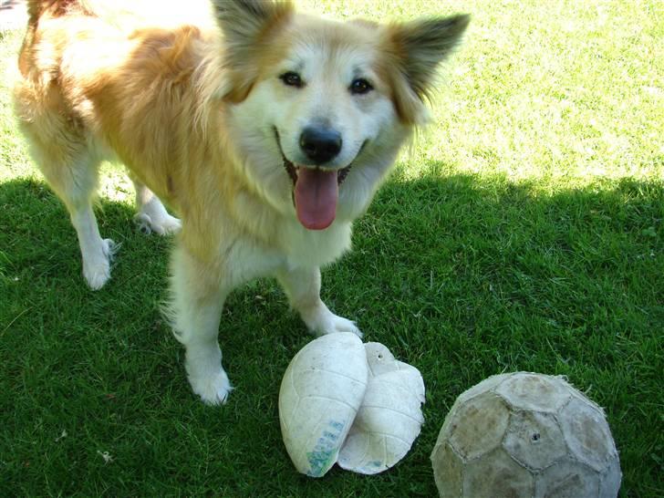 Islandsk fårehund Kilya billede 13