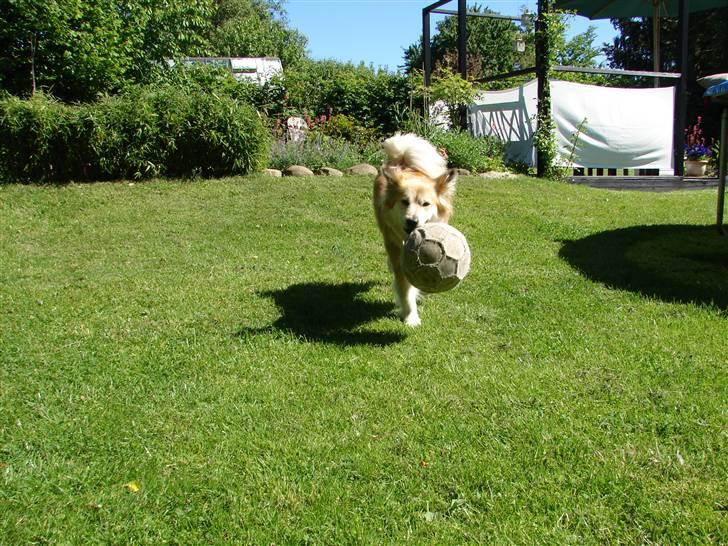 Islandsk fårehund Kilya billede 14