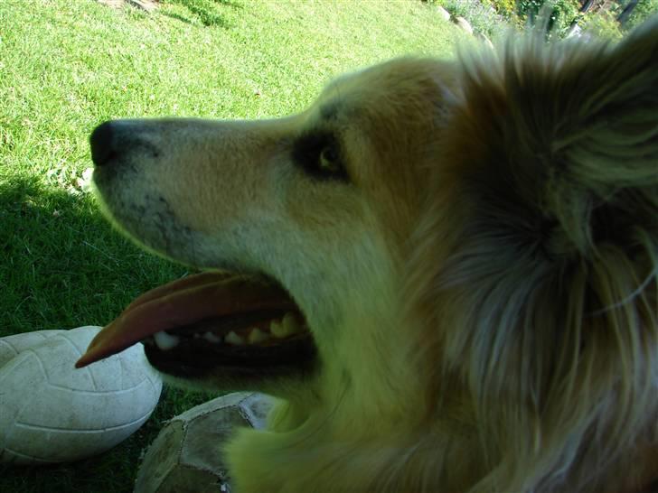 Islandsk fårehund Kilya billede 15