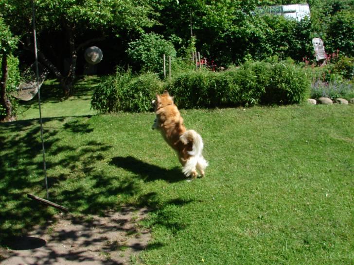 Islandsk fårehund Kilya billede 16