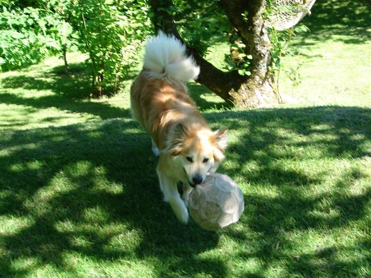 Islandsk fårehund Kilya billede 17