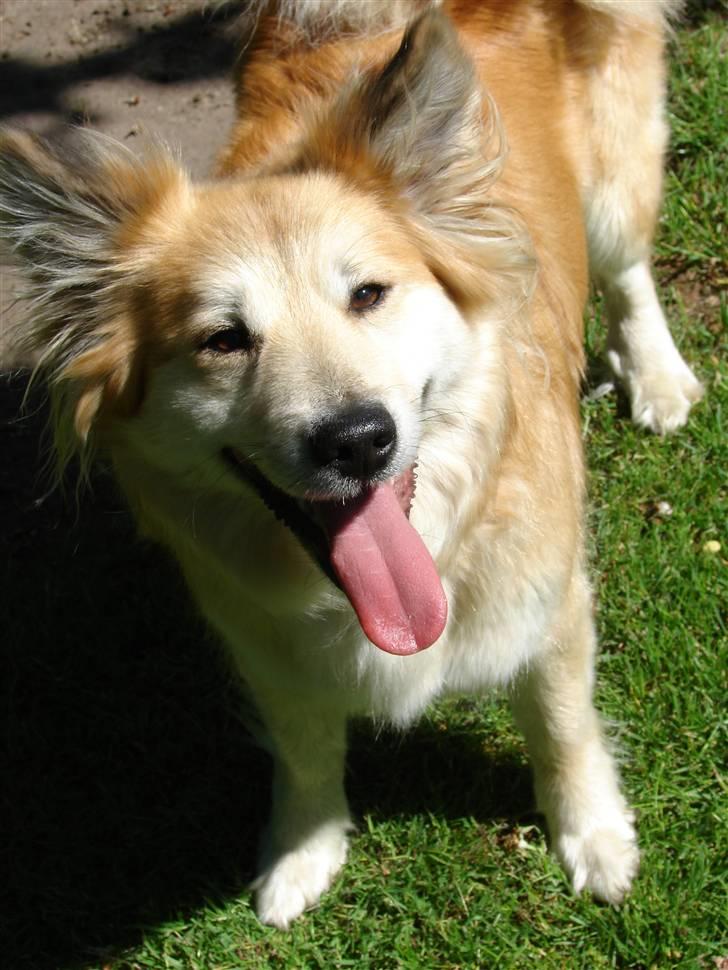 Islandsk fårehund Kilya billede 18