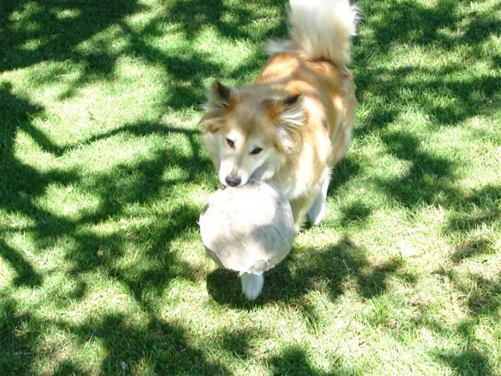 Islandsk fårehund Kilya billede 19