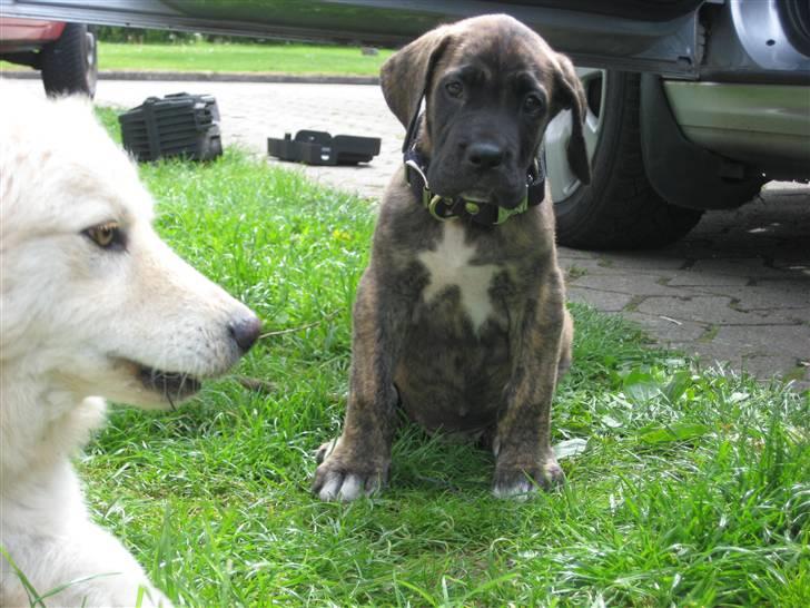 Blanding af racer Ozzy billede 1