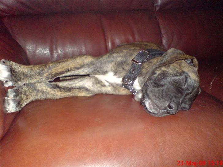 Blanding af racer Ozzy - Man kan jo ligeså godt vende sig til at fylde det hele. billede 3