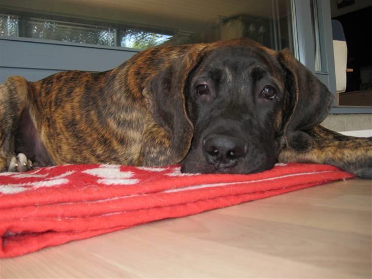 Blanding af racer Ozzy - En træt "lille" hund billede 4