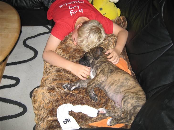 Blanding af racer Ozzy - Det er altid godt med flere venner. billede 5