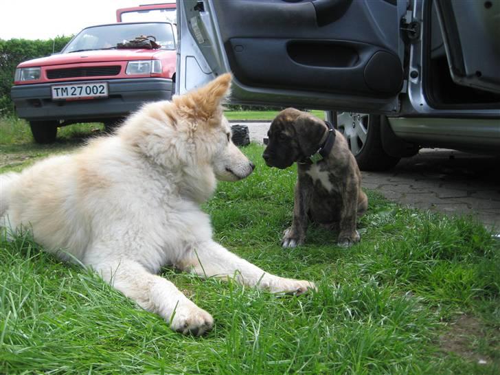 Blanding af racer Ozzy billede 6