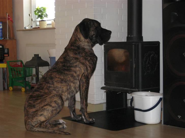 Blanding af racer Ozzy - Det her er min bedste ven.  billede 7