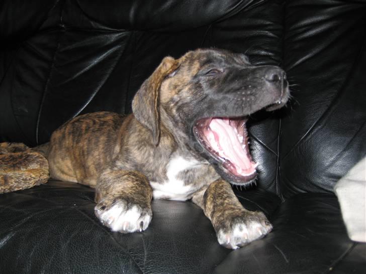 Blanding af racer Ozzy billede 8