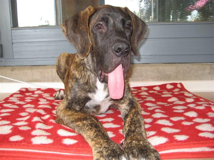 Blanding af racer Ozzy - Er ved at være en stor og flot fyr. Og har da også fået en MEGET lang tunge. :0) billede 9