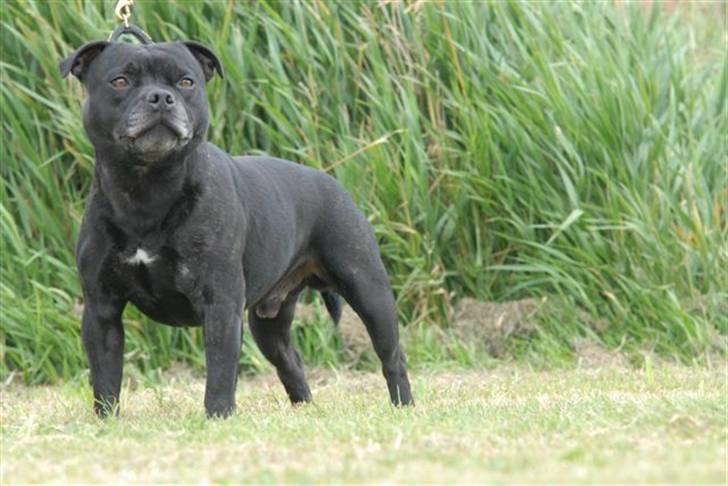 Staffordshire bull terrier Westlund Calle billede 12