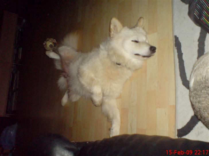 Blanding af racer Bamse billede 11