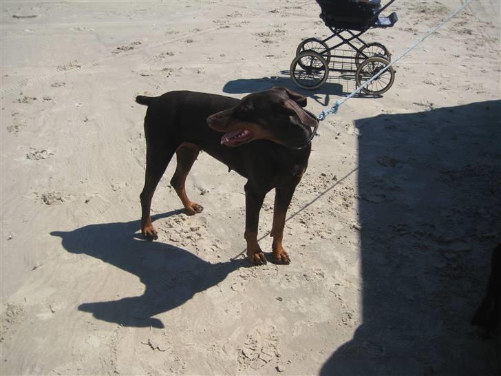 Dobermann Freja ***rip**** billede 7