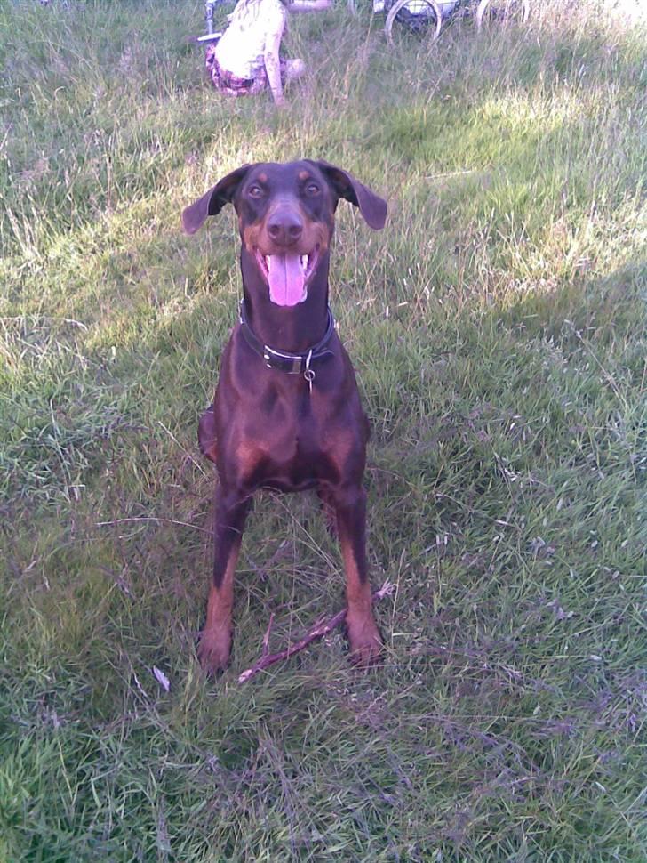Dobermann Freja ***rip**** billede 8