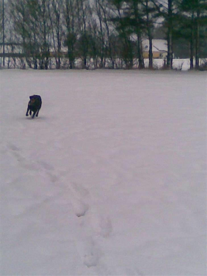 Dobermann Freja ***rip**** billede 9