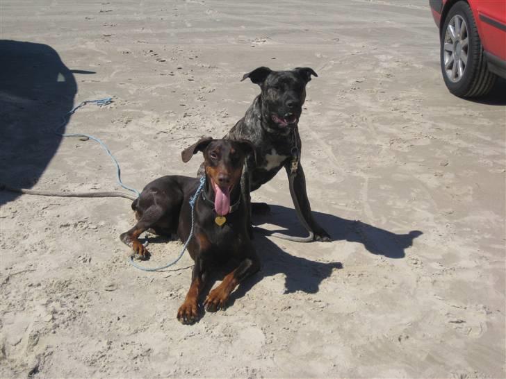 Dobermann Freja ***rip**** billede 10