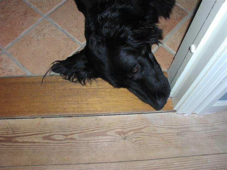 Blanding af racer Oscar billede 2