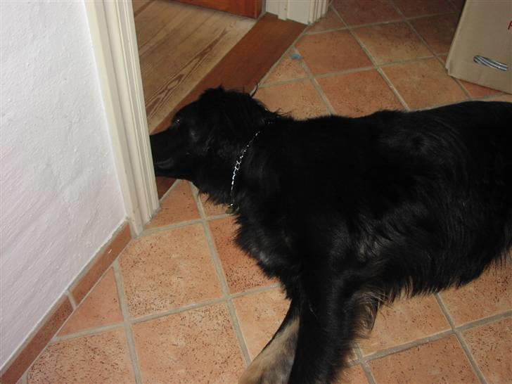 Blanding af racer Oscar - Oscar er gået død her i varmen på det dejlige kolde klinkegulv billede 3