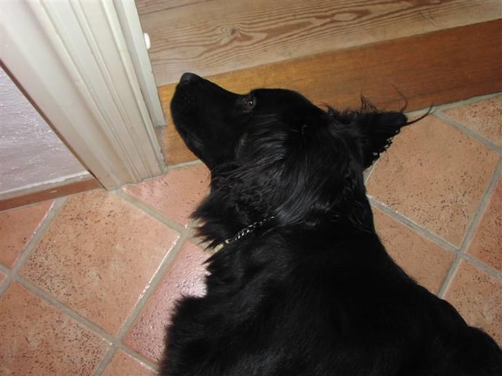 Blanding af racer Oscar billede 4