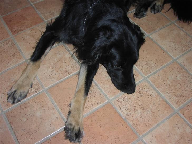 Blanding af racer Oscar billede 5