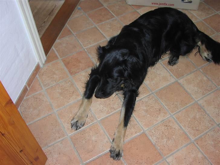 Blanding af racer Oscar - Arrrrj jeg kunne da også liiige flytte lidt på mig når nu mor tager billeder ;) billede 6