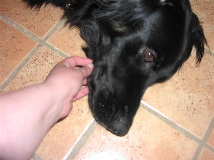 Blanding af racer Oscar billede 7