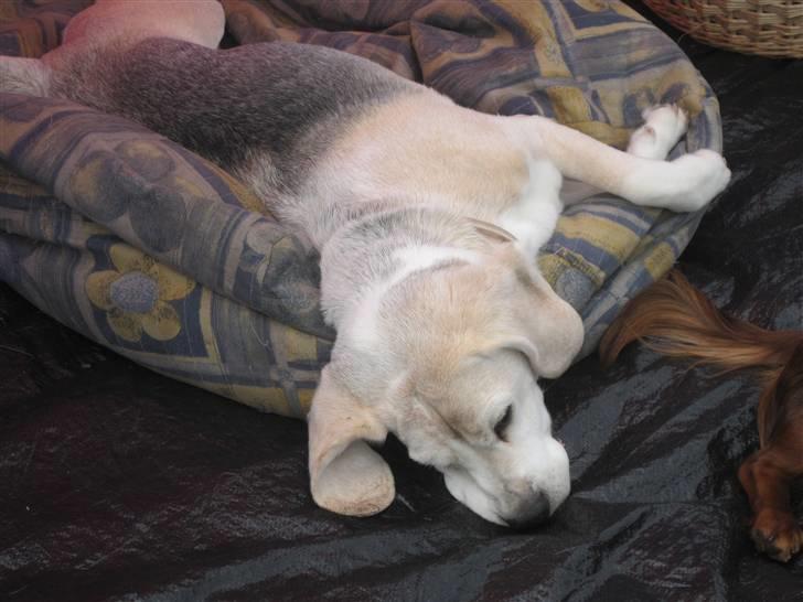 Beagle Sydney billede 5