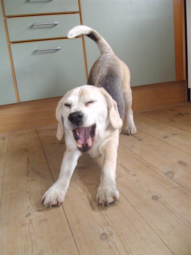 Beagle Sydney billede 6