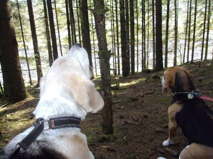 Beagle Sydney billede 7