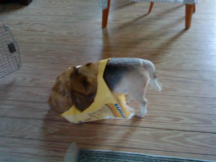 Beagle Sydney billede 8