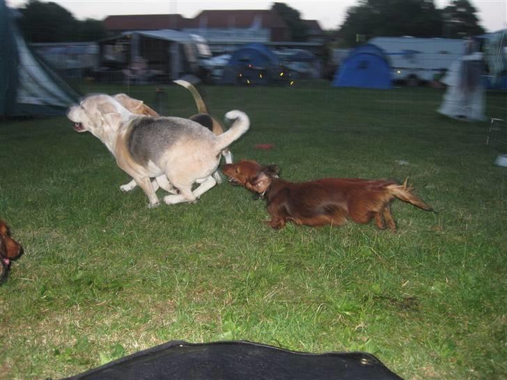 Beagle Sydney billede 9