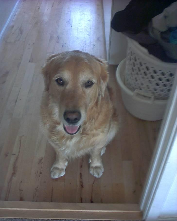 Golden retriever Chang - Chang billede 11