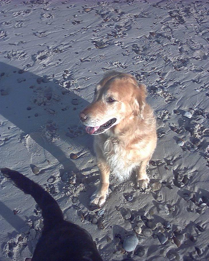 Golden retriever Chang - Chang på stranden billede 12