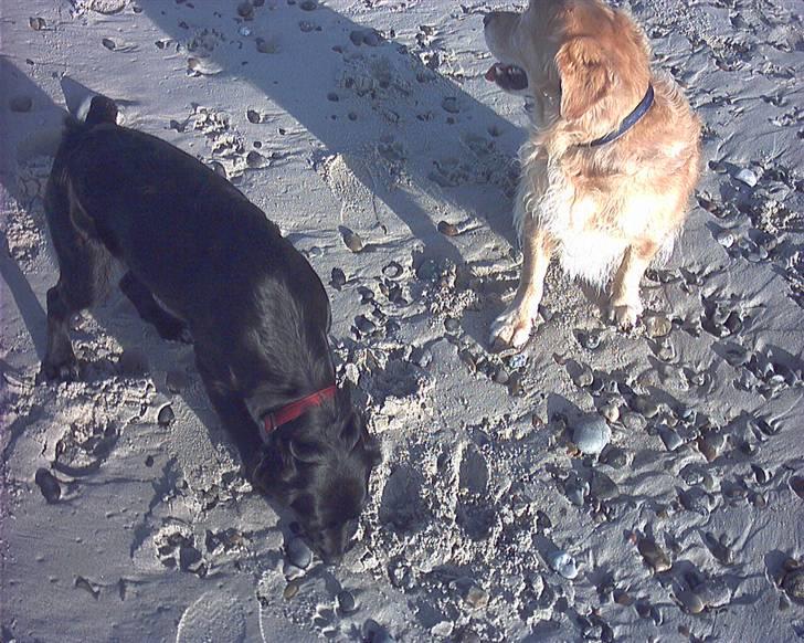 Golden retriever Chang - På stranden billede 13