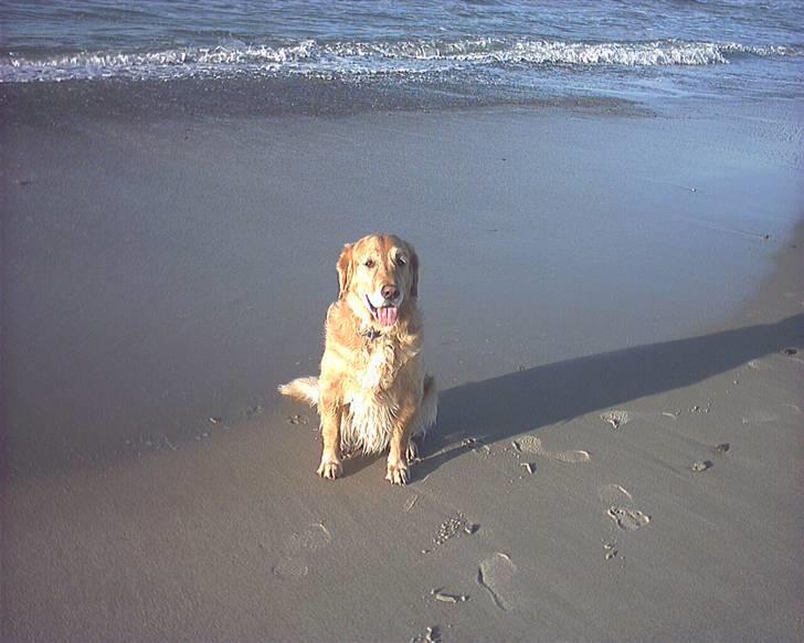 Golden retriever Chang - Chang billede 14