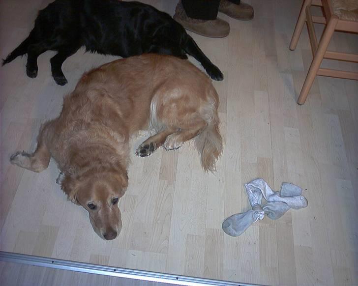 Golden retriever Chang - Chang får sig en lille lur billede 15