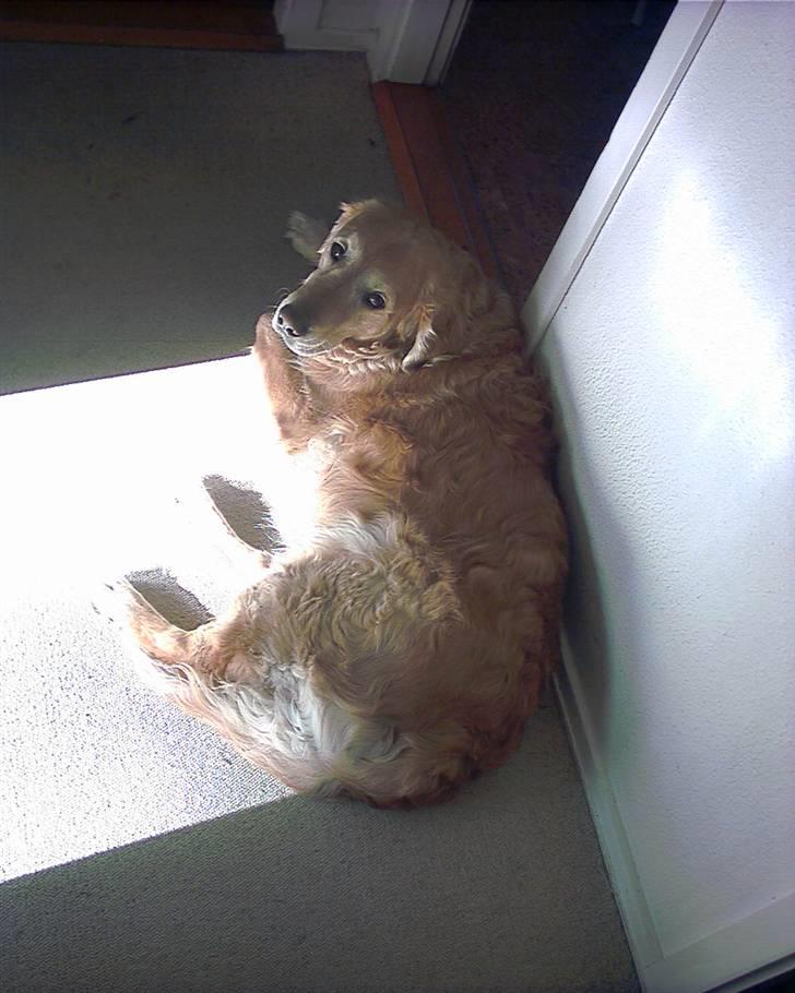 Golden retriever Chang - Chang billede 16